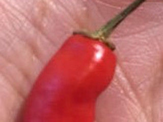 Орган моей любви! =)