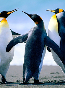 -ROBINN-W My Photos photo 3706268