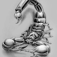 Scorpion009