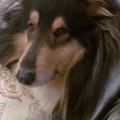 Charliecollie
