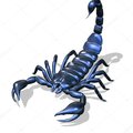 scorpion_25