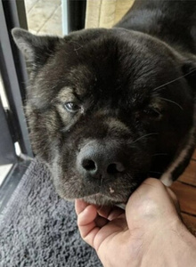 _Romeo_ Красавчик photo 5404697