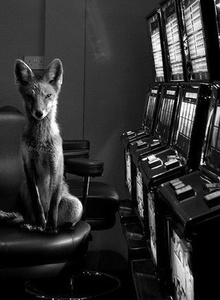 mr-casino My Photos photo 5826190