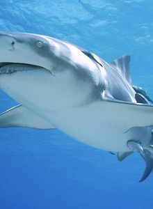 A-Davay My Photos photo 5947004