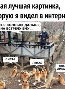 _Lisi4ka_ картинки photo 6050482