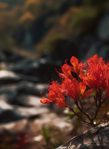 GulfisonWWWWWWWWWWWWWWWW My Photos photo 14389078