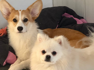 I have 4 animals living at home