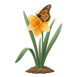 Påskelilje med en sommerfugl