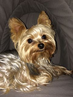 I would love to have a pet