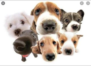 animal shelter,animal shelter