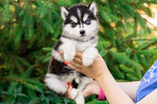 Husky