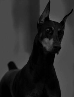 A small pipe dream, namely the dream of having a dog))