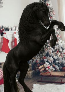 A horse without a coat