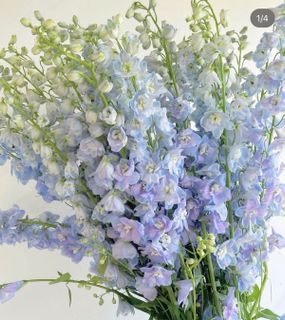 Delphiniums*^*