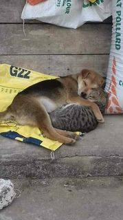 helping homeless animals❤️