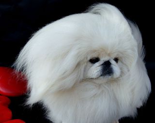 White Pekingese Breeding