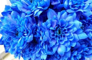 Bush blue chrysanthemum