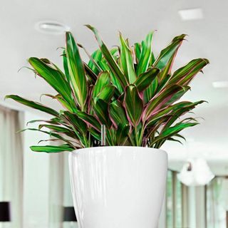 Plants for streaming