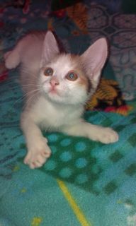 I really want to have a cat.