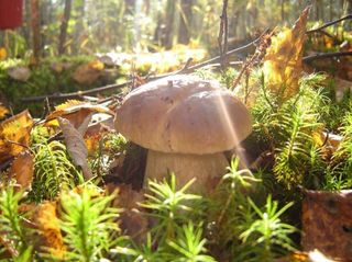 I want to go to the forest for mushrooms