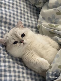 On a little fluffy one