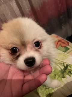 To feed starving animals