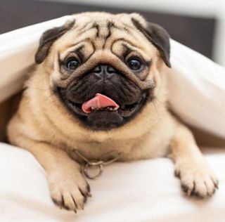 Pug