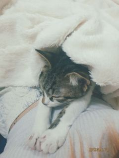 I have a favorite cat