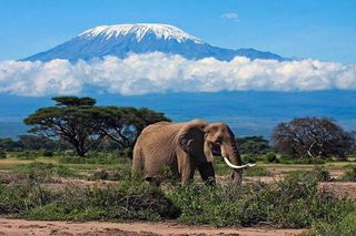 climb the Kilimanjaro volcano