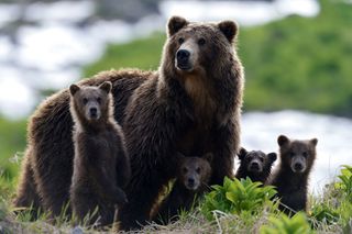A trip to Kamchatka to the nature reserve with bears