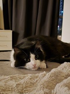 I really love animals