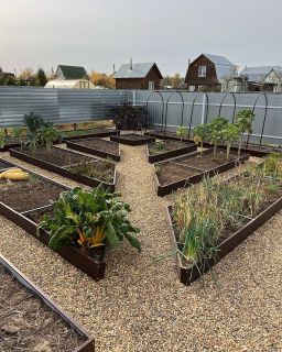 My own vegetable garden