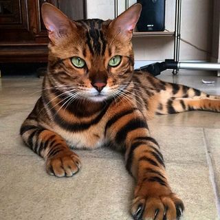 Bengal
