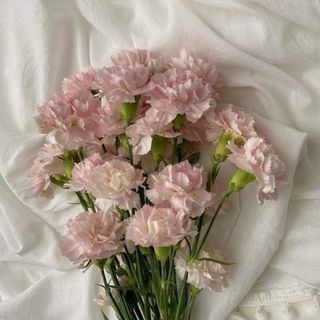 Carnations^_^