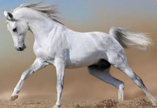 Arabian horse)