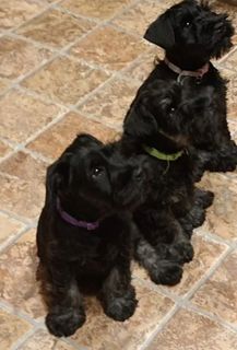 I'm saving up for a miniature schnauzer.