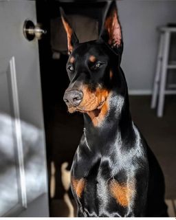 Doberman