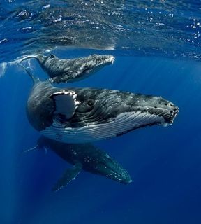 Dream of a lifetime, whales!