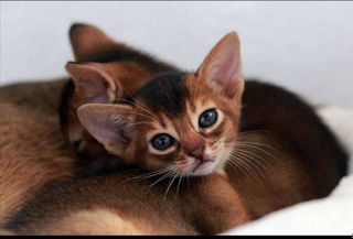 Abyssinian cat