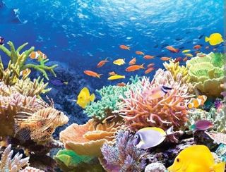 I want to go to the sea