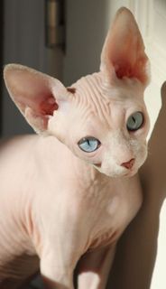 Sphynx cat!