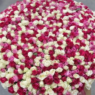 bouquet of pink roses 1001