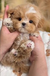 Maltipoo tickap micro from Korea