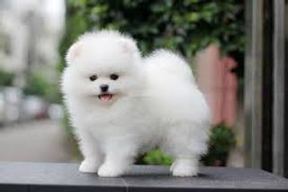 White Spitz