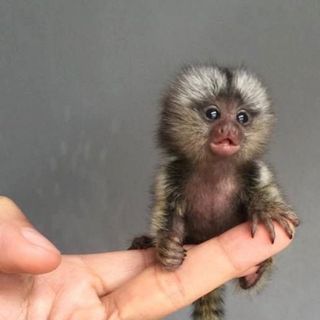 Little marmosette
