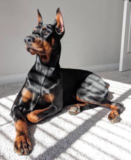 get a dog - a Doberman!!!