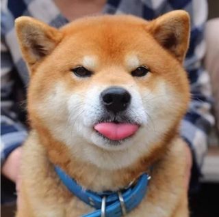 Shiba inu