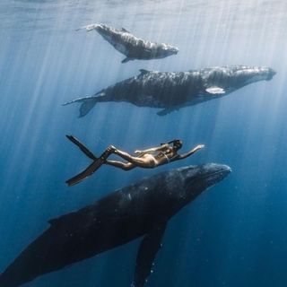 Swim with whales