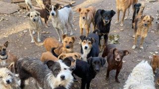 Heart for Animals Project