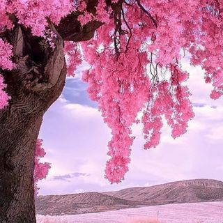 ❤ Have a beautiful rest